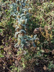 Astragalus pycnostachyus