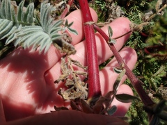 Astragalus pycnostachyus