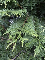Thuja