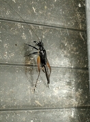 Trigonidium cicindeloides