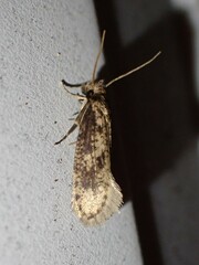 Amydria effrenatella