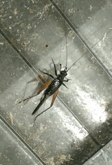 Trigonidium cicindeloides