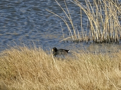 Fulica rufifrons