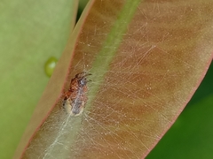 Bijoaraneus mitificus