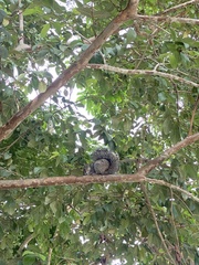 Echinosciurus