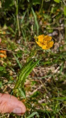 Phragmidium potentillae