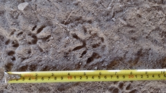 Didelphis virginiana