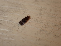 Hydroptilidae