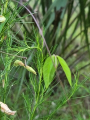 Centrosema arenicola