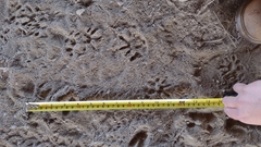 Didelphis virginiana