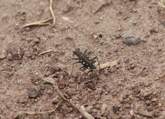 Cicindela ocellata