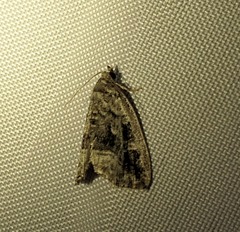 Protodeltote muscosula