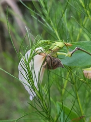 Centrosema arenicola