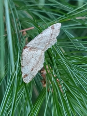 Macaria bisignata
