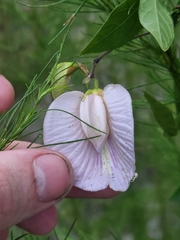 Centrosema arenicola