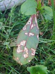 Cercospora