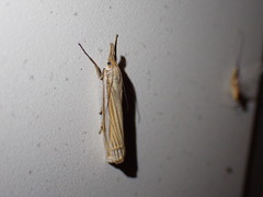 Crambus laqueatellus