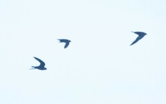 Streptoprocne zonaris