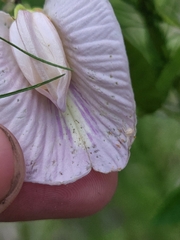 Centrosema arenicola