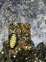 Polyplacophora