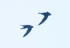 Streptoprocne zonaris