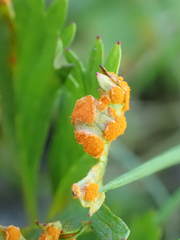Phragmidium potentillae