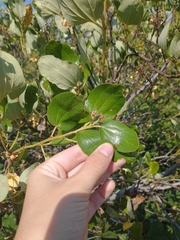Ceanothus velutinus