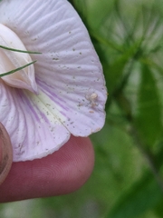 Centrosema arenicola