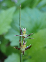 Juncaceae