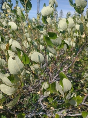 Ceanothus velutinus