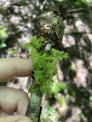 Thuidium delicatulum