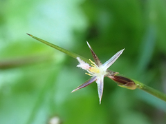 Juncaceae