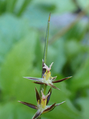 Juncaceae