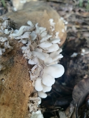 Marasmiellus candidus