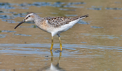 Calidris himantopus