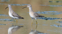 Calidris himantopus