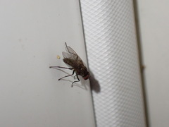 Muscoidea
