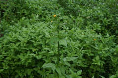 Bidens pilosa