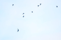 Streptoprocne zonaris