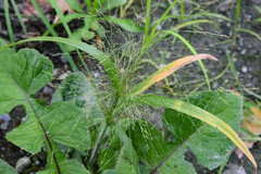 Panicum capillare