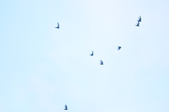 Streptoprocne zonaris