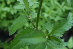 Bidens pilosa