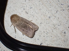 Eriopygini