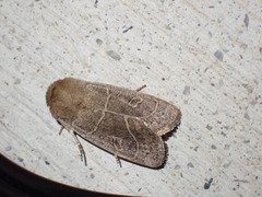 Eriopygini