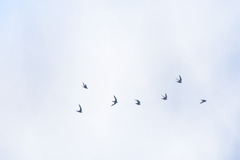 Streptoprocne zonaris