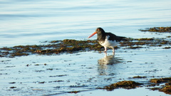 Haematopus palliatus