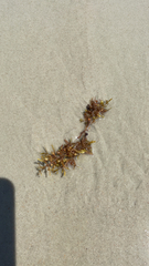 Sargassum