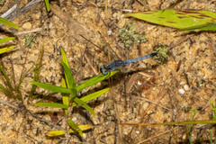 Erythrodiplax minuscula