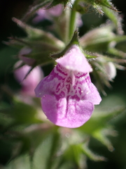 Stachys palustris