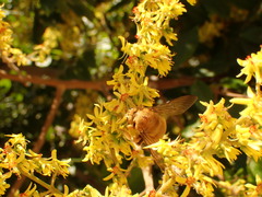 Xylocopa sonorina